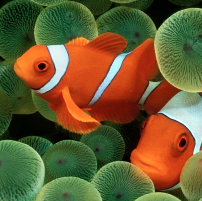 Dan Fish Photo 14
