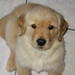 Thomas Kennel Photo 22