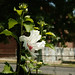 Joan Bloom Photo 34