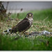 Robin Hawks Photo 24