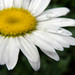 Daisy Heredia Photo 15
