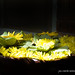 Sonya Groves Photo 14