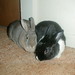 Michelle Lattimer Photo 16