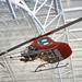 Steven Schramm Photo 22