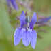 Virginia Bellflower Photo 15