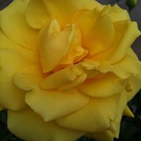 Laurel Webb Photo 9
