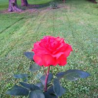 Tammy Lytle Photo 6