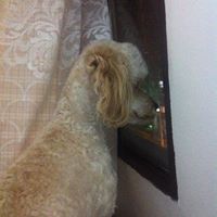 Armando Pedraza Photo 4