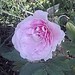 Rose Martin Photo 40