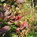 Ruby Berry Photo 39