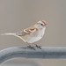 Mark Sparrow Photo 44