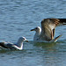 Lyn Herring Photo 17
