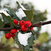 Holly Bush Photo 38