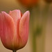 Pam Hope Photo 21