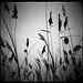 Diana Reed Photo 41