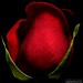 Dayna Rose Photo 27