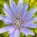Carl Wiese Photo 22