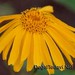 Kurt Haller Photo 21