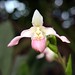Carol Blom Photo 24