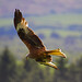 Amber Bird Photo 33
