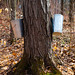 Anne Paquette Photo 34