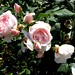 Kurt Freund Photo 22