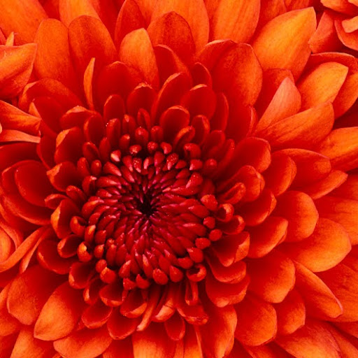 Renee Swift Photo 9