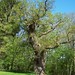 David Oak Photo 22
