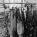 Francis Conklin Photo 20