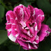 Karin Rose Photo 40
