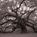 Dustin Oaks Photo 24