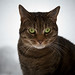 Kitty Fisher Photo 29