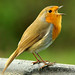 Robin Rock Photo 34