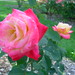 June Rose Photo 44