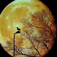 William Pappas Photo 3