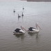 Malcolm Swan Photo 20