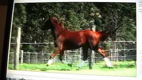 Connie Chestnut Photo 20