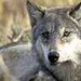 Brenda Grey Photo 33