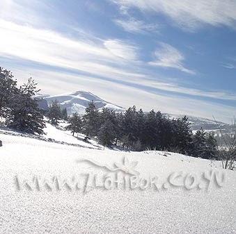 Dejan Nikolic Photo 15