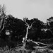 Piper Wood Photo 30