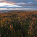 Heather Moor Photo 21