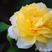 Rose Steinberg Photo 20