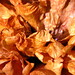 Camellia Brown Photo 23