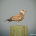 Anne Herring Photo 29