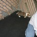 Rex Welsh Photo 16