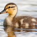Raymond Mallard Photo 12