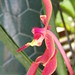Chong Ng Photo 29