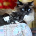 Ruth Pickett Photo 35