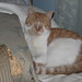 Ginger Stanley Photo 38