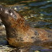 April Seal Photo 20